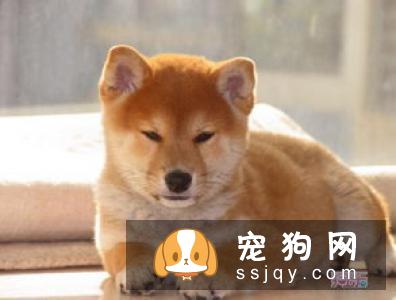 当柴犬断奶七天之后就要去注射疫苗了,如何选择看个人的想法?