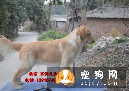 狗狗死之前有什么症状？细心观察争取尽早治疗