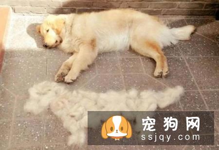秋季宠物毛发知多少?换毛周期成长期:毛根犬毛结处理注意点
