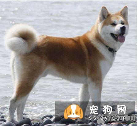 柴犬不喜欢摸头  柴犬不喜欢摸头原来是这样