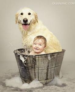 柴犬吃什么狗粮好 怎样给柴犬选购狗粮