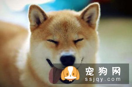 柴犬鼻子干 柴犬鼻子干原来是这么回事