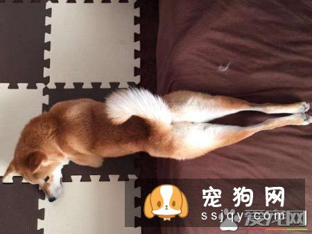 柴犬毛色变白什么原因 避开这两点很重要