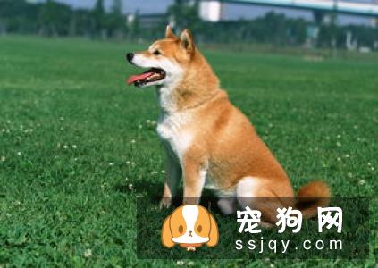 如何教育狗狗,让它改变这一行为值得主人思考