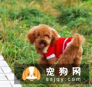 狗狗犯错后,会主动认错么?