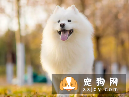 萨摩耶健康知识小课堂 萨摩耶喂养指南