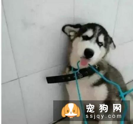 狗狗犯错后,会主动认错么?