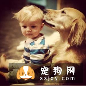 什么家庭适合养什么狗狗