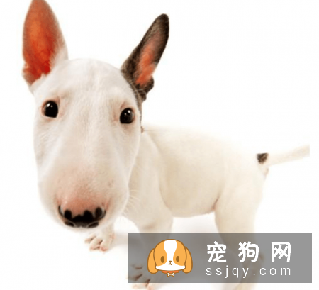 常见的宠物狗品种你都认识吗？宠物大全了解一下!