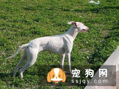 训练狗狗定点大小便方法