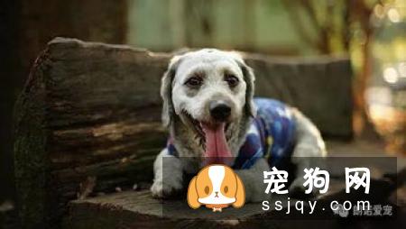 如何训练狗狗拒食不明来源的食物