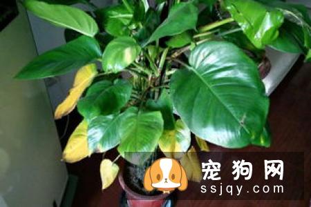 蝴蝶犬的喂养和繁殖方法
