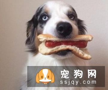 如何训练狗狗拒食不明来源的食物