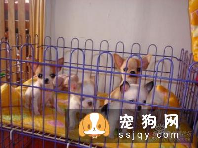 夏季来临，把狗狗留在车里是比较危险的，千万不能做！