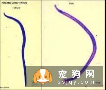 警报，你家的狗狗需要立刻驱虫！