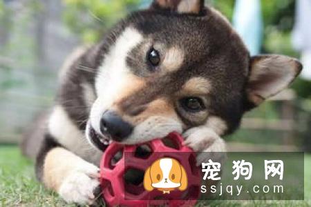 10只狗里只有3只狗可以按照这样的方法去排便