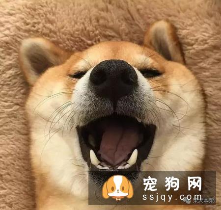 白色柴犬多少钱 白色柴犬的价格让人吃惊