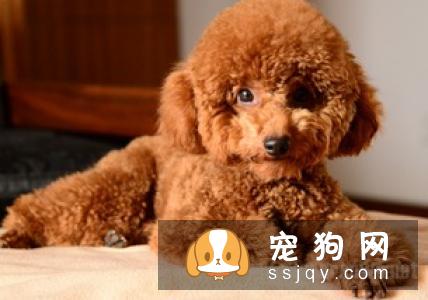发抖的原因有哪些_宠物频道