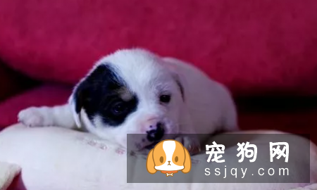 刚满月的狗狗应该怎么喂养