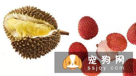狗狗哪些水果能吃和不能吃？狗狗应该怎么吃水果？