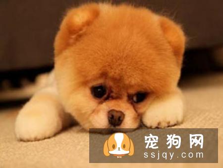 狗狗为什么会咳嗽，狗狗咳嗽的5种原因！
