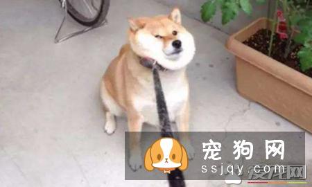 刚出生的柴犬是不能洗澡的,主人可千万不要随意的给幼犬洗澡