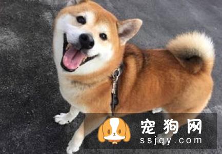 家里的柴犬不认主人,可能是还没有做好充分的准备,主人需要很有耐心