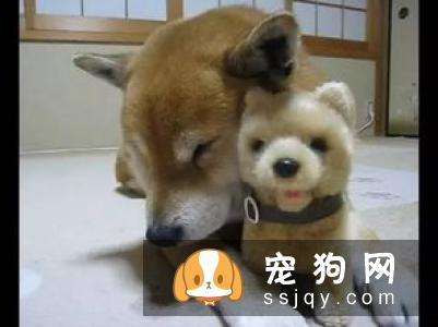柴犬到底能不能养 秋田犬被禁养的原因