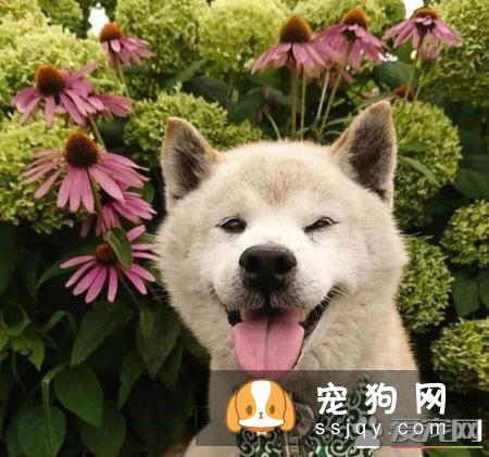 怎样训练柴犬唤回 训练柴犬的时候需要注意什么