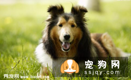 发抖的原因有哪些_宠物频道