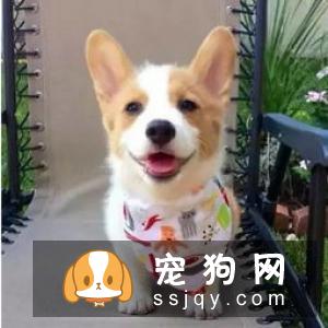 柴犬拉稀怎么办 导致柴犬拉稀的原因