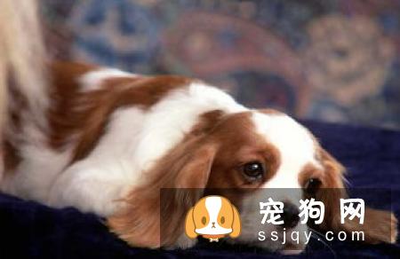 如何判断狗狗体内是否有寄生虫