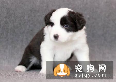 幼犬咳嗽的常见原因