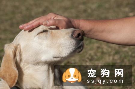 为什么猫和狗喜欢被人摸头？