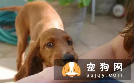 狗狗为什么会咬主人？看这几点你就明白了