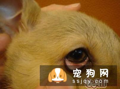 狗狗上火有什么症状，应该怎么预防