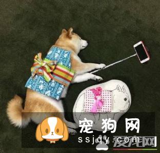 日本人都养柴犬吗 柴犬的人气在日本高吗