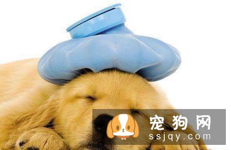 引起狗拉稀的原因