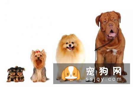 搞不清狗狗的生理阶段？看这篇文章就够了！