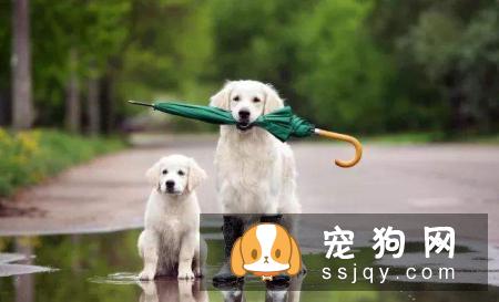 雨天外出回来,狗狗全身都吹乾,千万不能太过大意,原因竟然是。
