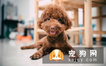 泰迪犬处于7-15岁老年期,一定要做好这几件事!