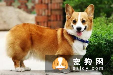 什么家庭适合养什么狗狗