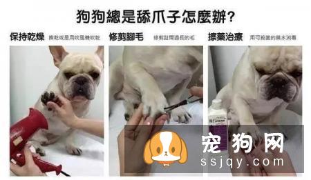 最强养狗基本知识，养狗必备干货