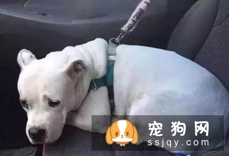 夏季来临，把狗狗留在车里是比较危险的，千万不能做！