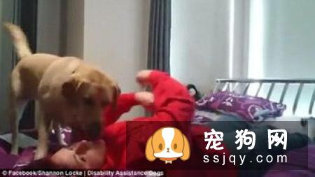 狗狗为什么经常舔自己的鼻子?