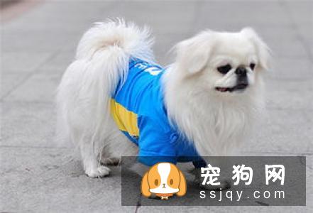 柴犬拉稀黄或带血怎么办 柴犬拉稀黄带血的原因可能是以下几种