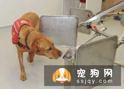 为什么有很多狗狗走丢后,却找不到回家的路呢?