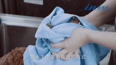 如何正确给宠物洗澡？很多人第一步就做错啦！