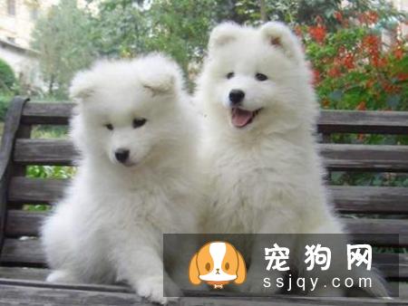 常见的宠物狗品种你都认识吗？宠物大全了解一下!