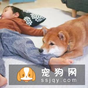 柴犬一天吃多少 一般来说柴犬每天只要吃七分饱